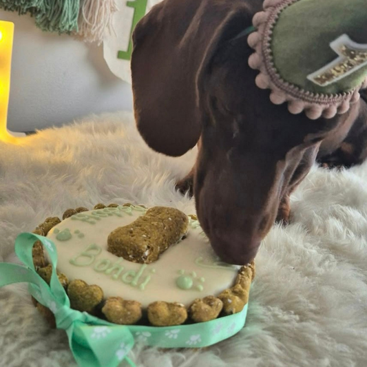 A chocolate-brown dachshund wearing a green hat is licking a decorated handmade dog cake on a white faux fur rug. The dog cake treat is decorated with white dog friendly icing, green icing spelling 'Bondi', green paw prints, a mint green ribbon, and a treat on top.