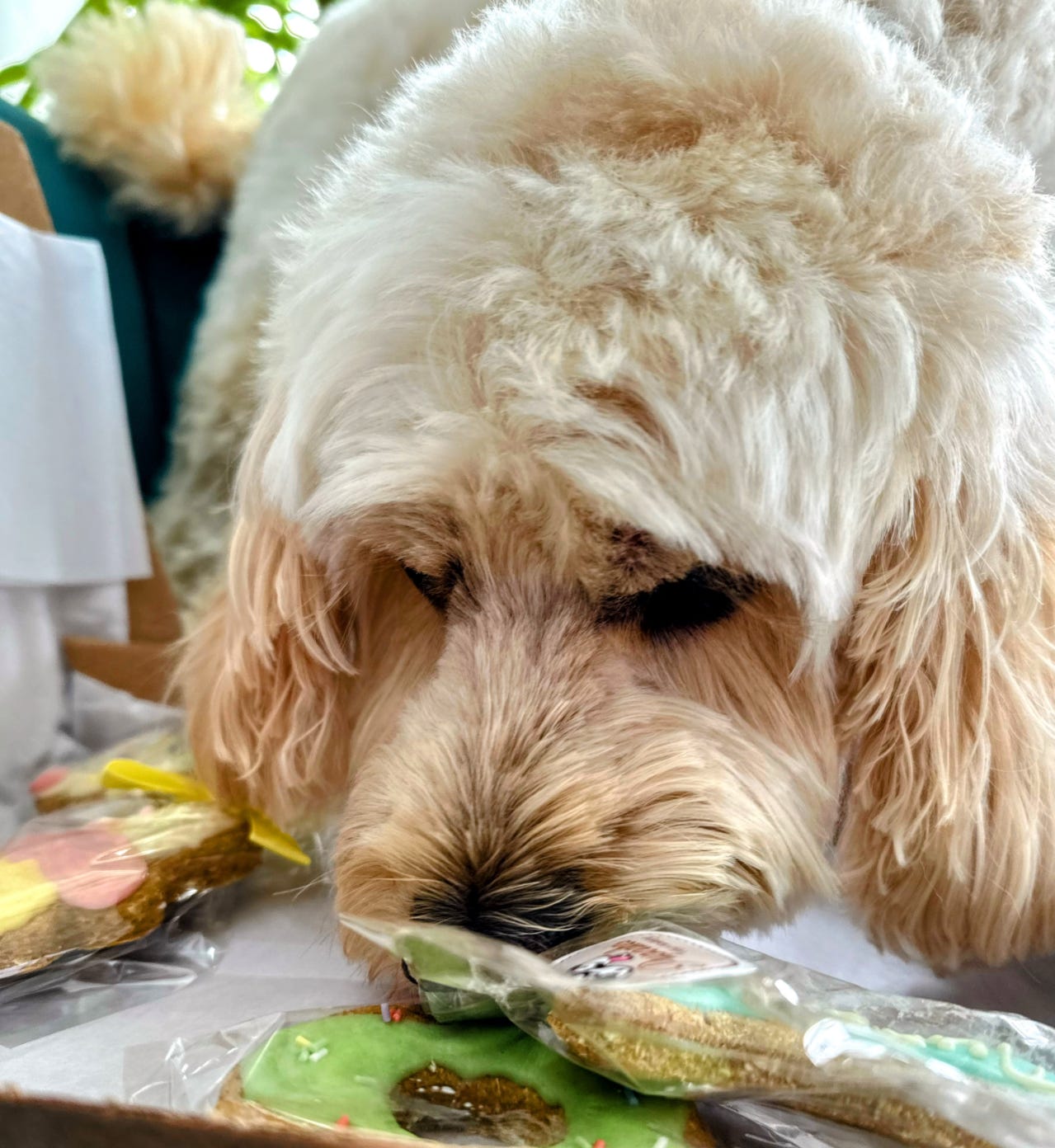 Birthday Bone
