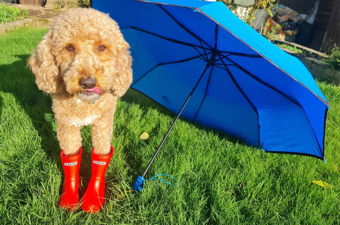 Should i walk my dog in the rain ?