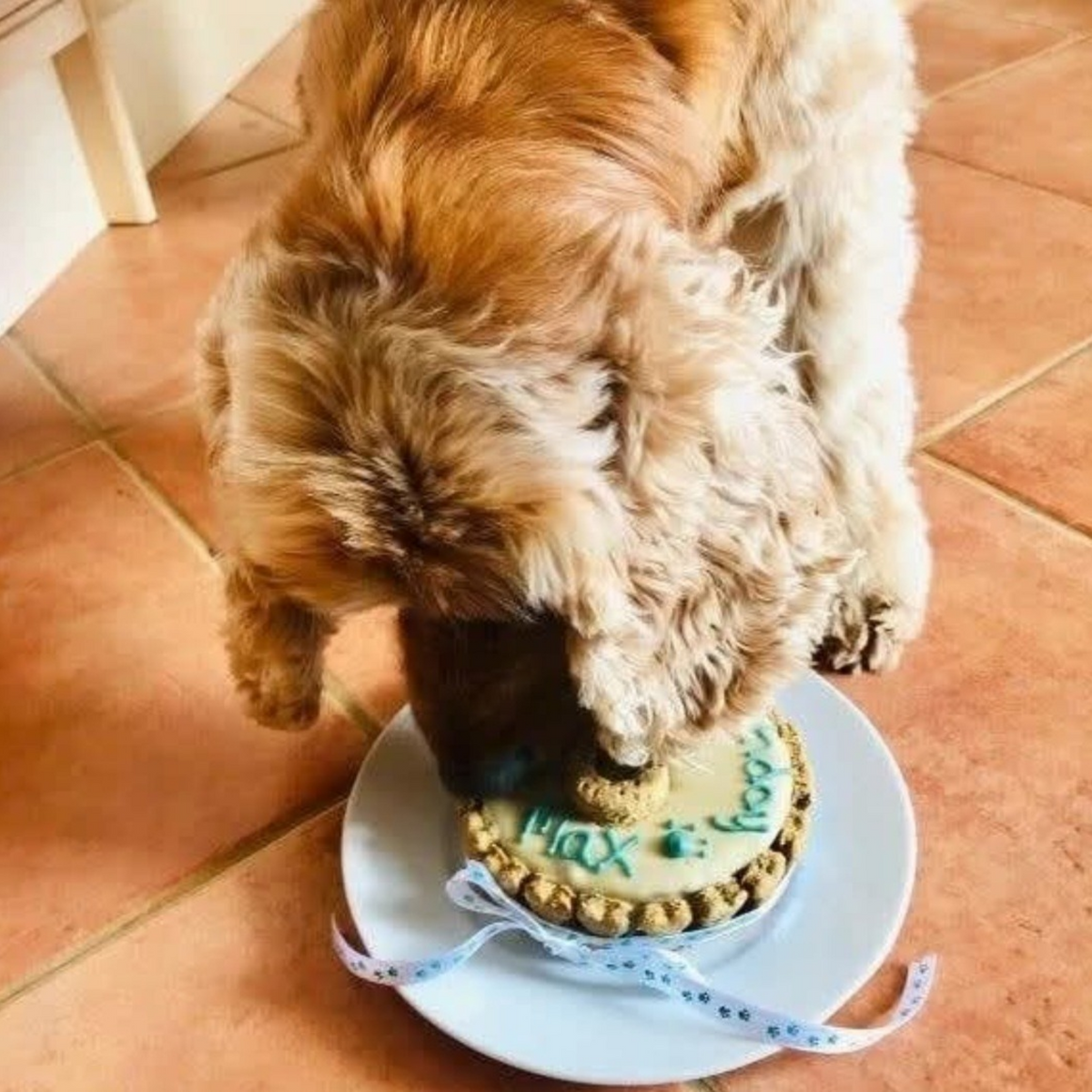 Classic Dog Cake - Blue