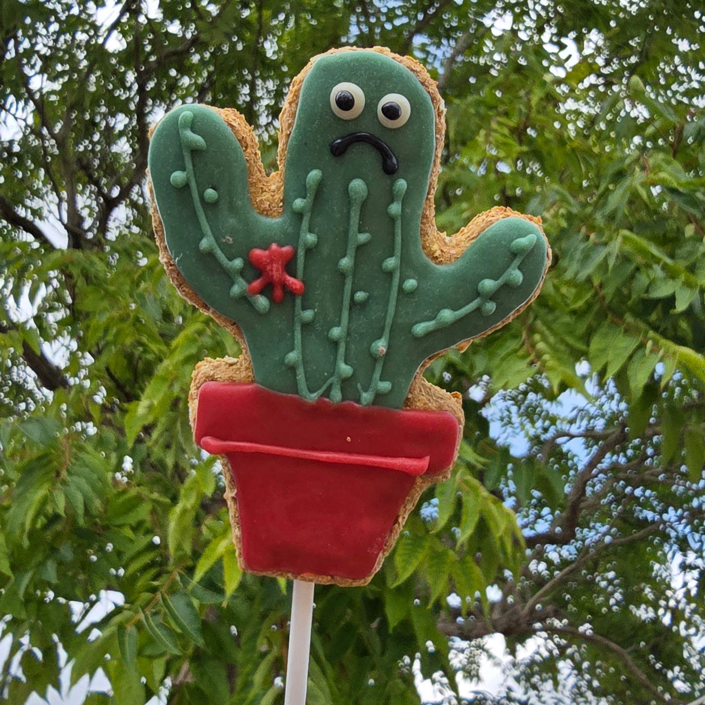 Cactus Pot pop