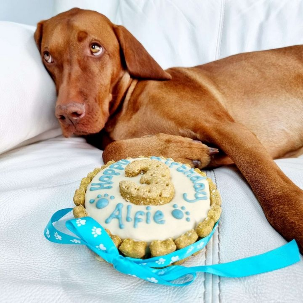 A brown dog lies on a white sofa next to a round hand decorated birthday cake for dogs that reads 'Happy Birthday Alfie' with a blue ribbon.