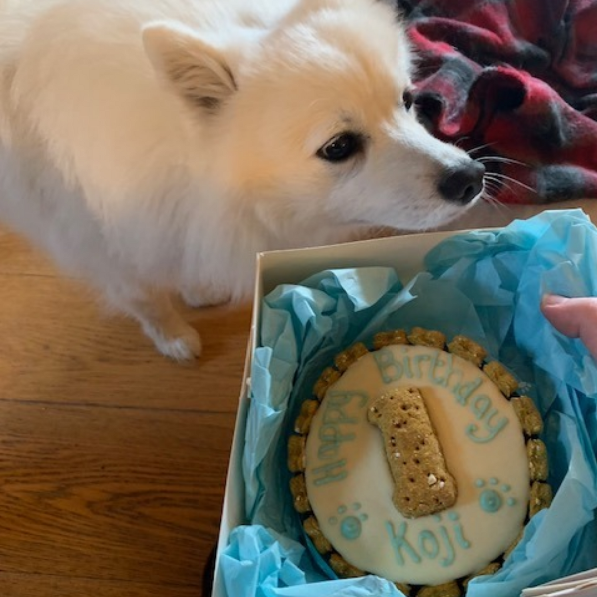 A small fluffy white dog looks at a round birthday cake in a gift box. The cake is decorated with white dog friendly icing, blue lettering that says 'Happy Birthday Koji', and a cookie shaped like a bone.