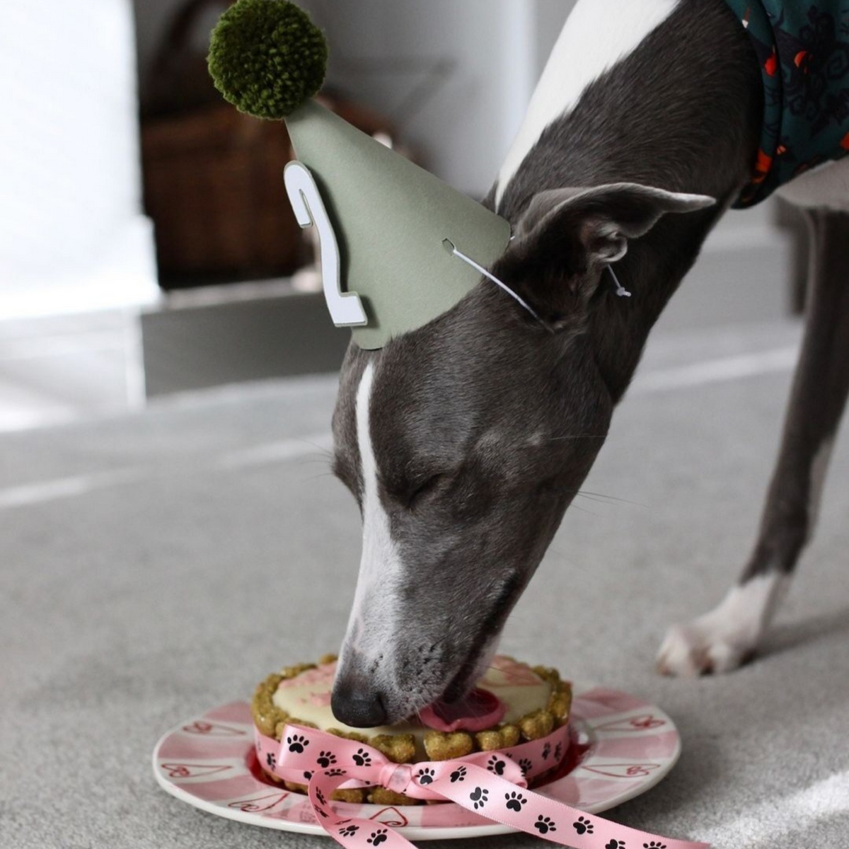 A gray and white Italian Greyhound dog wearing a green party hat with a white number 2 and a green pom-pom, eating a small  dog birthday cake on a pink plate with a pink paw-print ribbon.