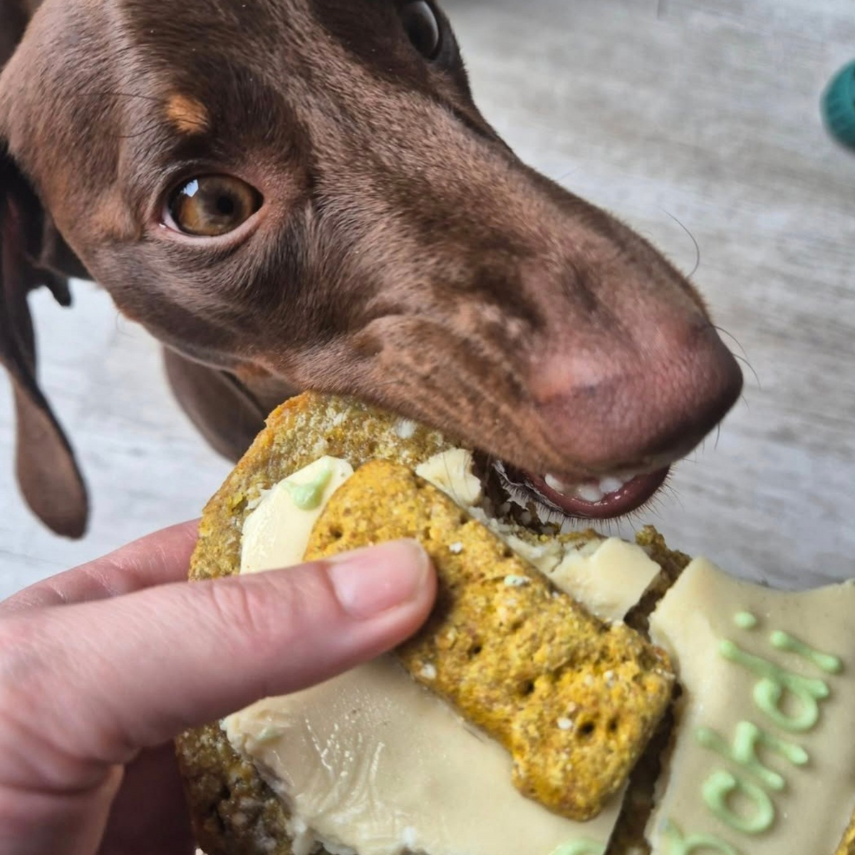 A close-up lifestyle shot of a brown dachshund dog licking a dog cake from a hand-held sandwich cookie with cream cheese and green icing, set against a light gray tiled floor.