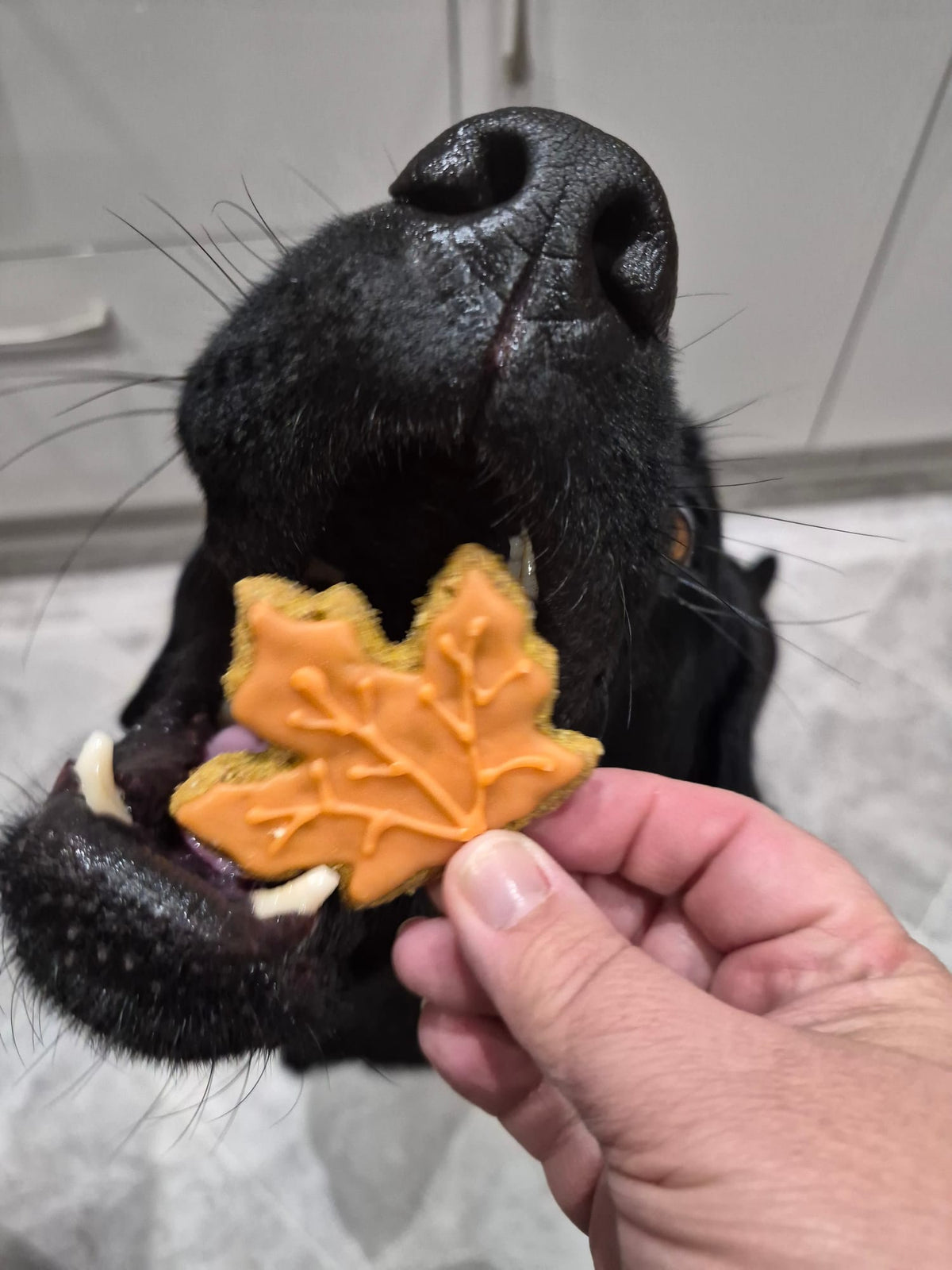 close up lifestyle shot ,labrador eating halloween themed carob iced cookies 