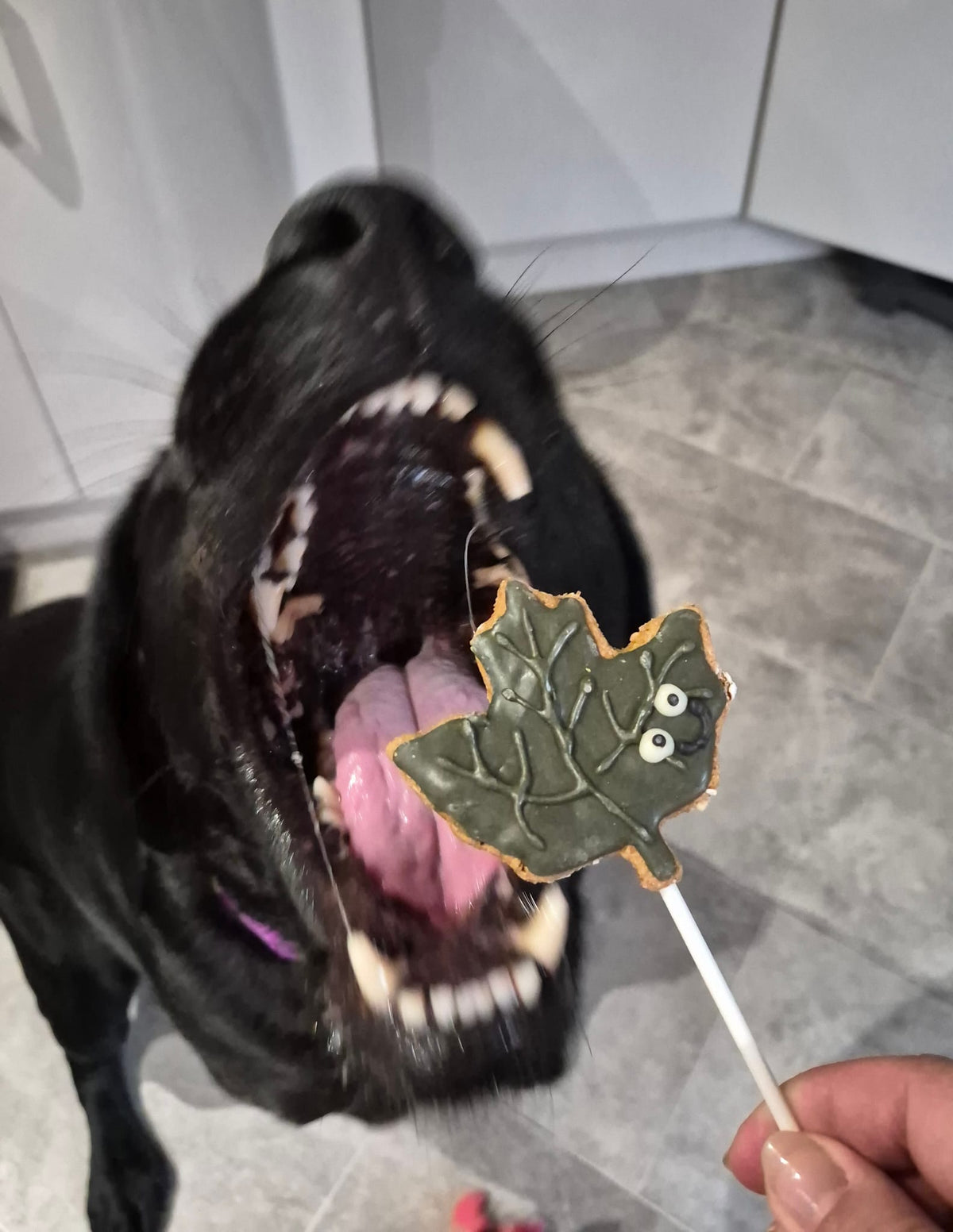 A close-up lifestyle shot of a black dog with its mouth wide open, eagerly reaching for a leaf-shaped dog treat on a stick held by a human hand.