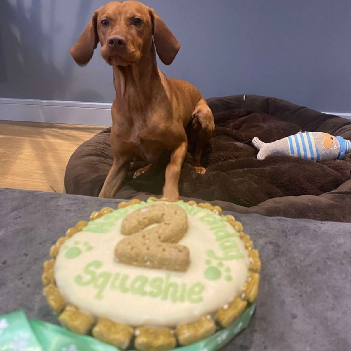 A brown dachshund sits on a dark brown pet bed in a home setting, looking at a handmade dog cake decorated with white dog frosting, green icing, and a cookie-shaped number 2 that says 'Squashie' on a gray countertop.