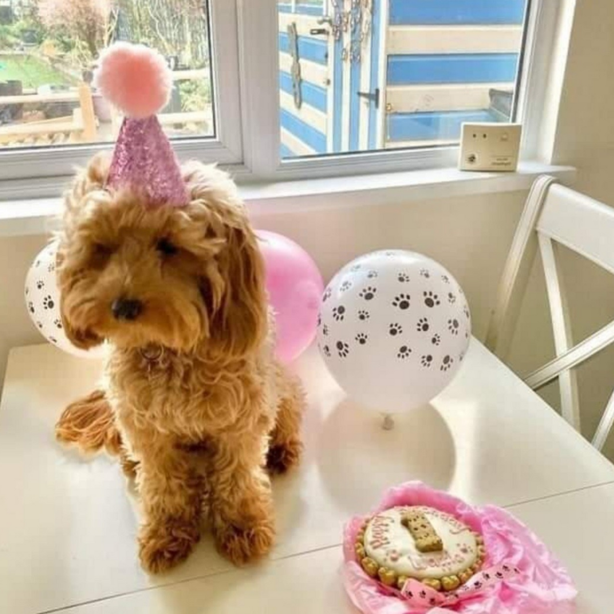 A small curly-haired dog wearing a pink glitter party hat sits on a white table indoors, with pink and white paw-print balloons and a decorated round pupcake cake nearby.Dog birthday party