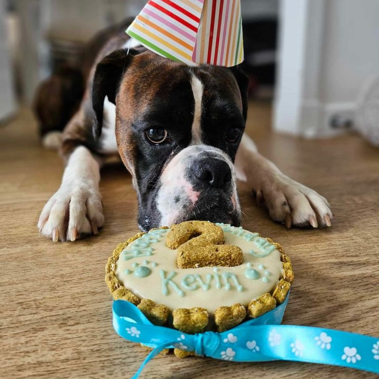 A brown and white Boxer dog wearing a striped party hat lies on a wooden floor, looking at a round dog birthday cake decorated with cream dog friendly icing, a blue ribbon, and treats. The cake is personalized with the name 'Kevin' and the number '2'.