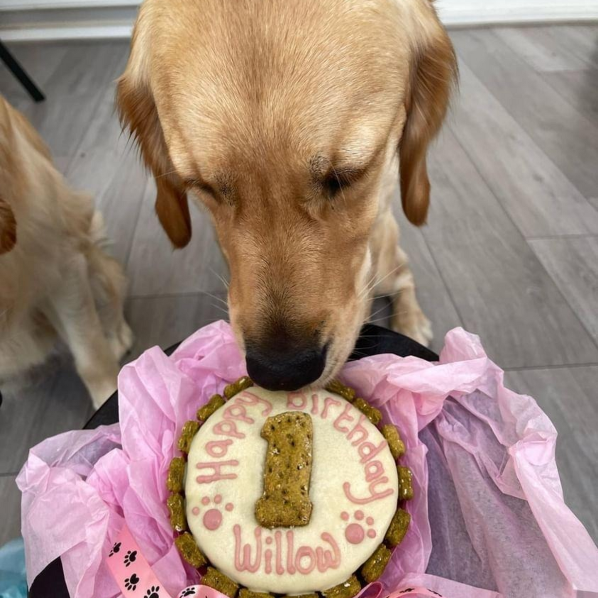 A golden retriever dog licking a round dog birthday cake decorated with pink icing that reads 'Happy Birthday Willow' and a cookie-shaped number one, presented in pink tissue paper.