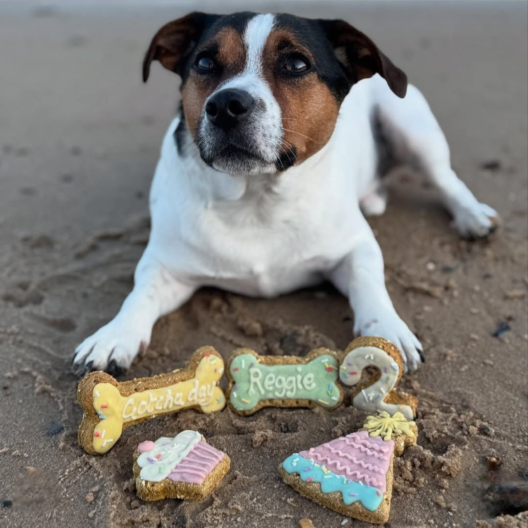 Gotcha day Bone
