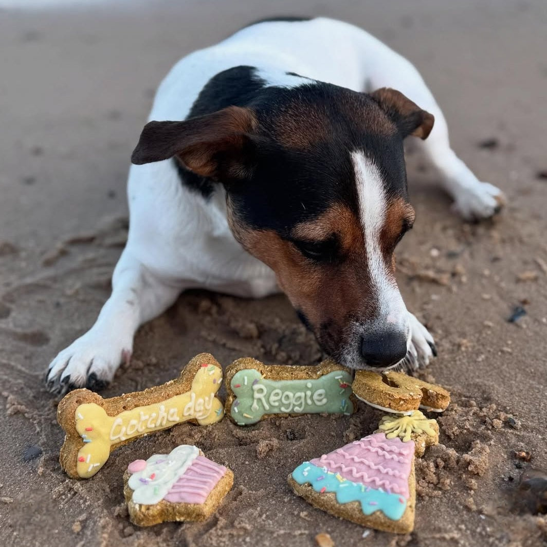 Gotcha day Bone