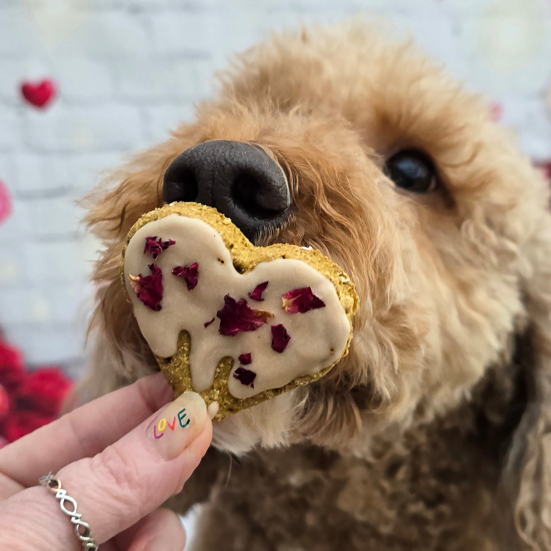 Dog holding a heart-shaped cookie with a person's hand
