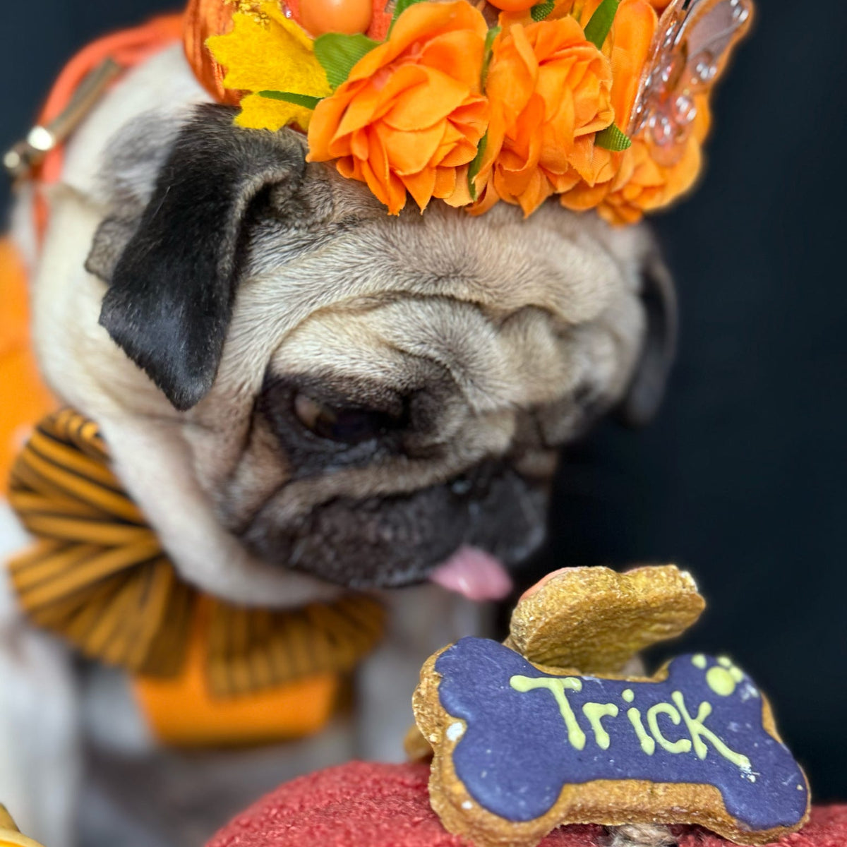 A pug dog wearing an orange and yellow floral crown and bow tie, licking its lips while looking at a bone-shaped cookie decorated with 'Trick' in yellow icing on a red pumpkin-shaped surface.