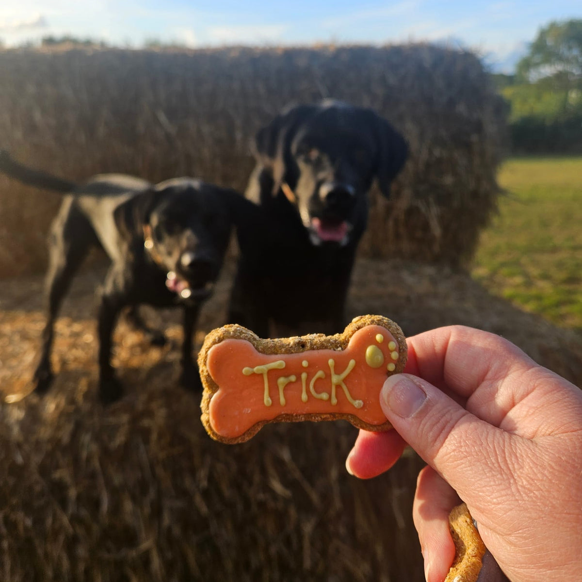 Trick or Treat Bones