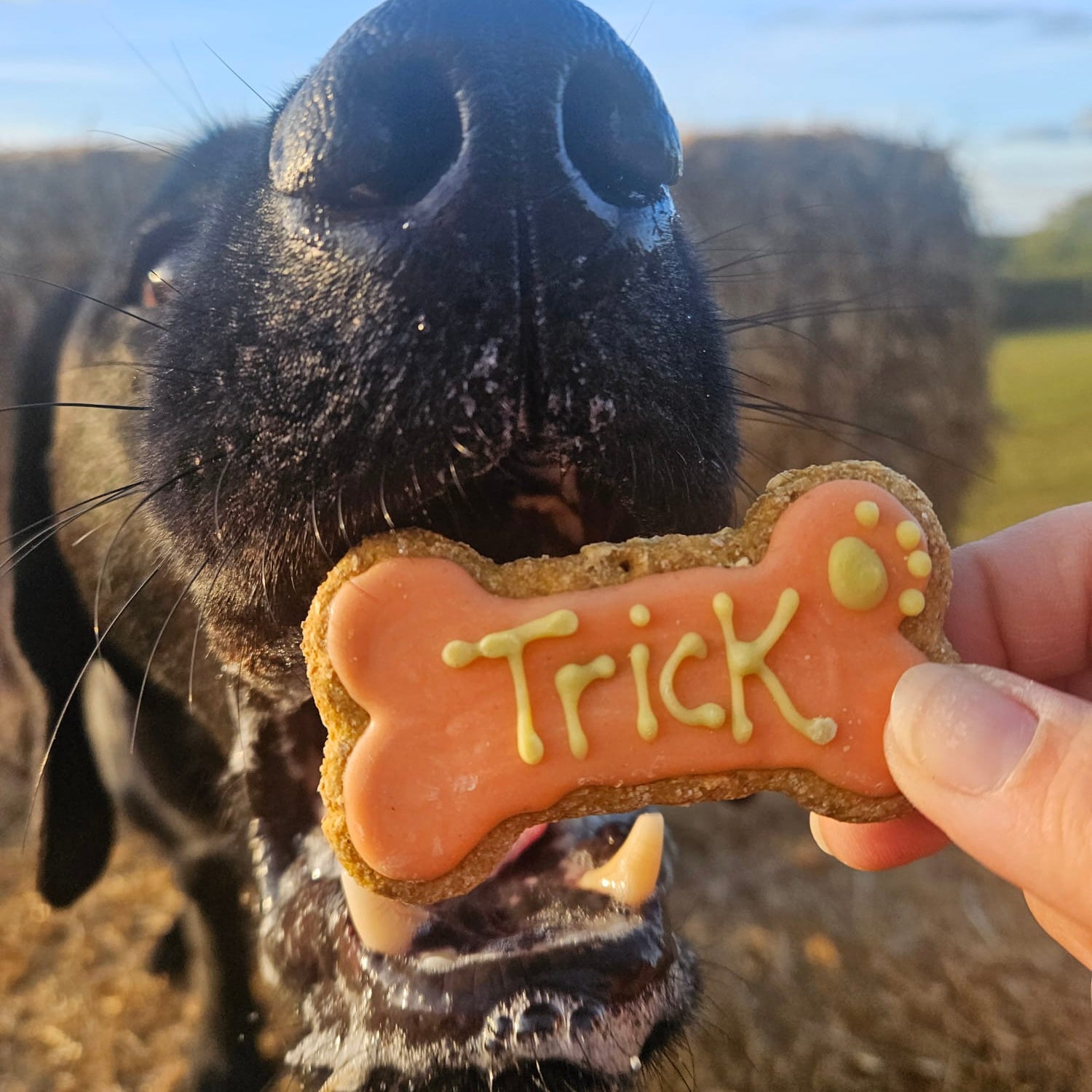 A close-up lifestyle shot of a black dog's snout reaching for a bone-shaped dog treat with orange icing and the word 'Trick' written on it, held by a human hand in an outdoor hayfield setting.