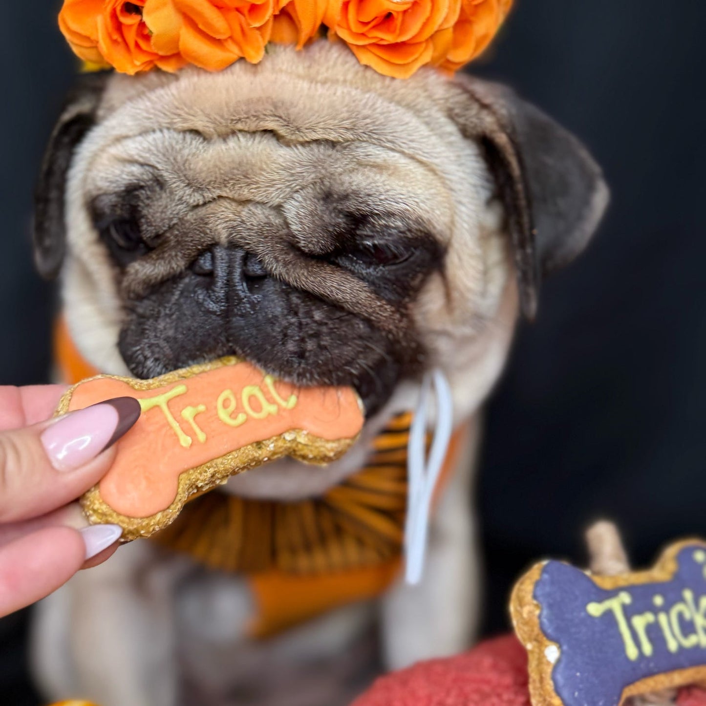 Trick or Treat Bones