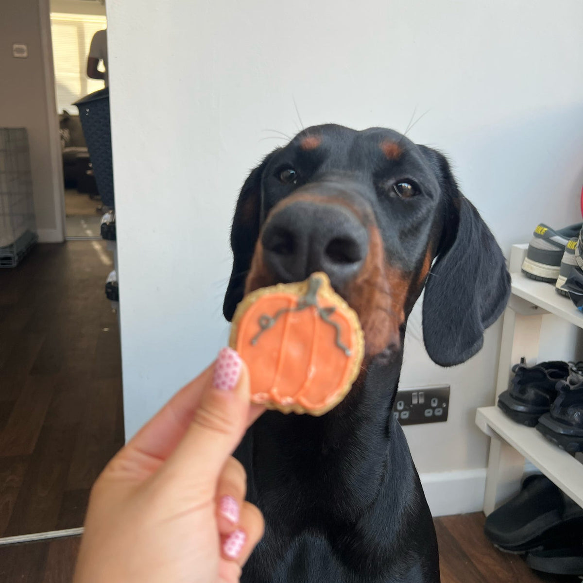 A black and tan dog holds a pumpkin-shaped treat in its mouth while a human hand offers it in a home setting.