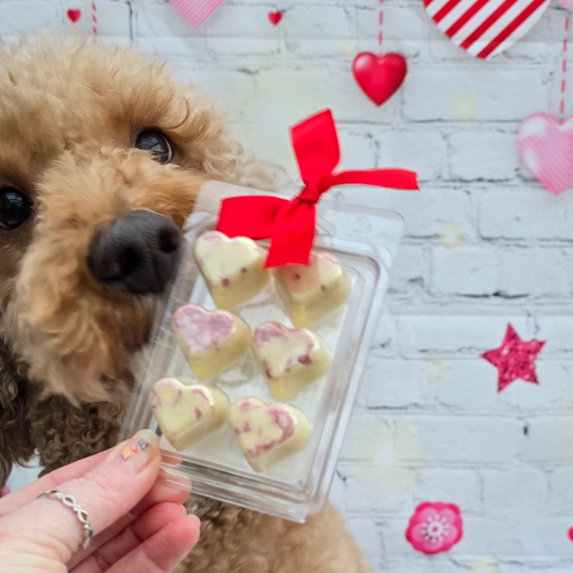 Dog looking at a clear container with small figurines held by a hand on a decorative background.
